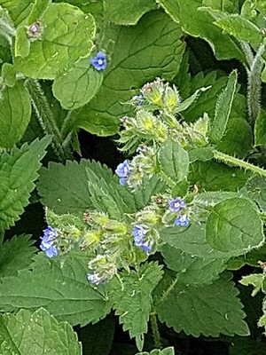 photo of Green Alkanet