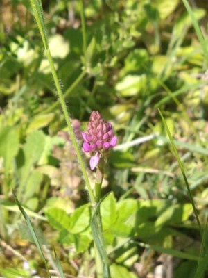 photo of Pyramidal Orchid