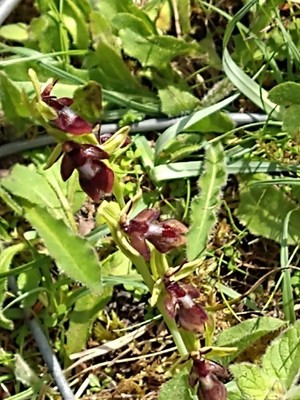 photo of Fly Orchid