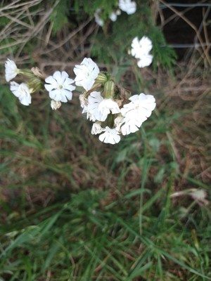 photo of White Campion