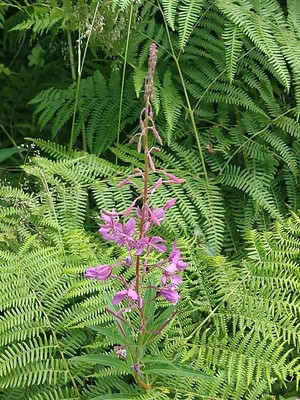photo of Rosebay Willowherb