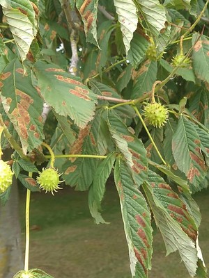 photo of Horse Chestnut