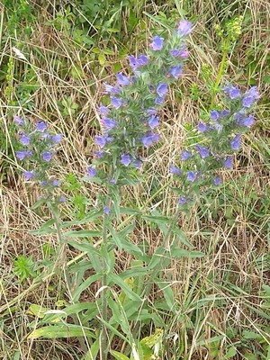 photo of Vipers Bugloss