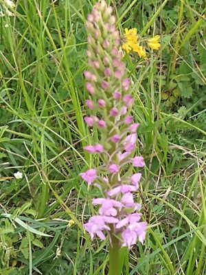 photo of Chalk Fragrant Orchid