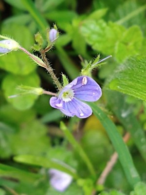 photo of Germander Speedwell
