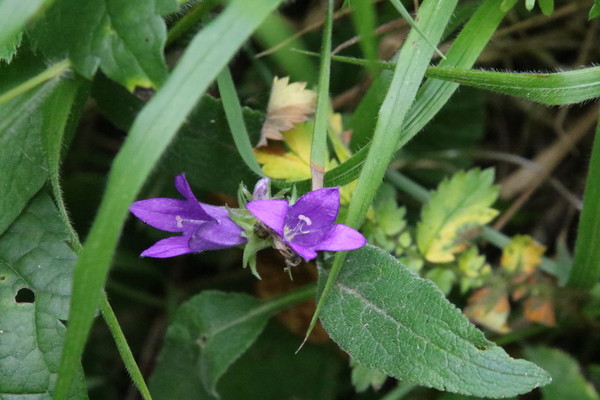 photo of Clustered Bellfower