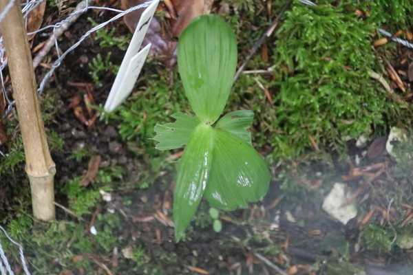 photo of Broad Leaved Helleborine