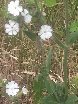 photo of White Campion