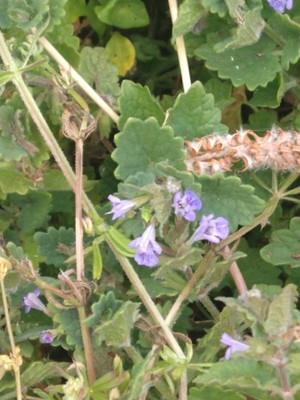photo of Ground Ivy