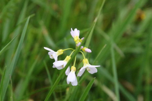 photo of Cuckoo Flower