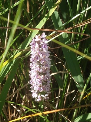 photo of Common Spotted Orchid