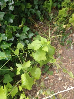 photo of Garlic Mustard