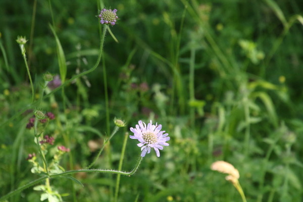 photo of Field Scabious