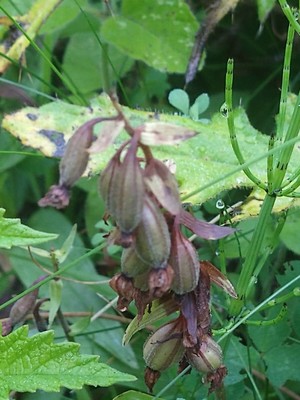 photo of Marsh Helleborine