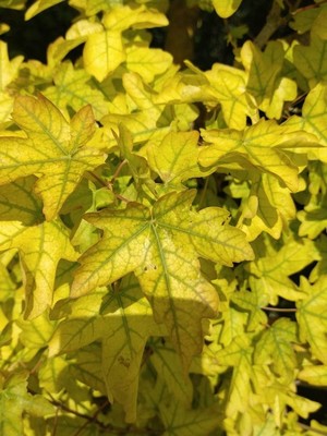 photo of Field Maple