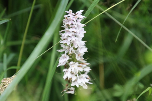 photo of Common Spotted Orchid