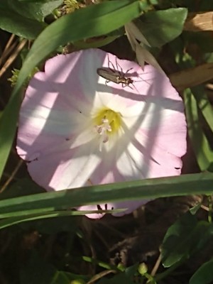 photo of Field Bindweed