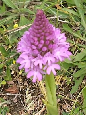 photo of Pyramidal Orchid