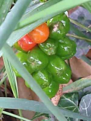 photo of Italian Arum