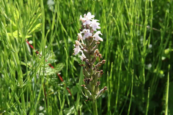 photo of Common Spotted Orchid