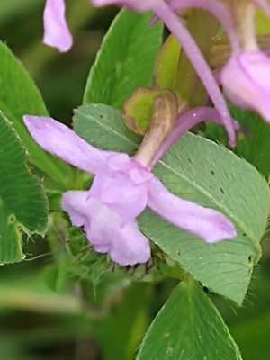 photo of Chalk Fragrant Orchid
