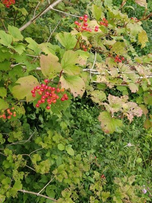 photo of Guelder Rose