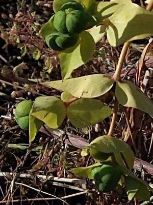 photo of Caper Spurge