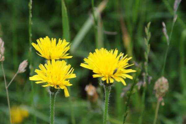 photo of Rough Hawkbit