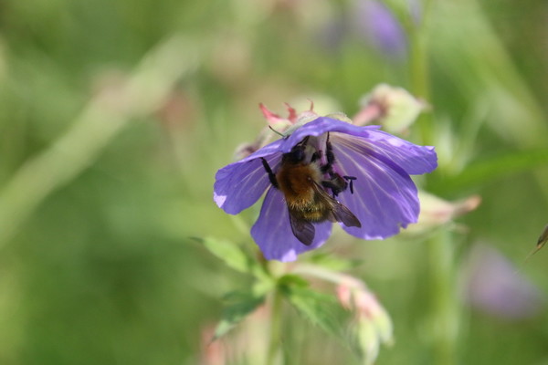 photo of Meadow Crane's Bill