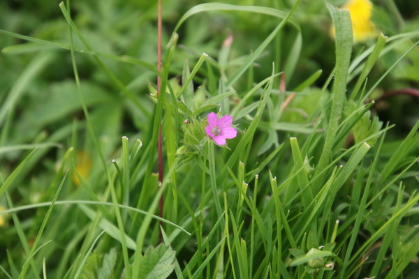 photo of Cut Leaved Crane's Bill