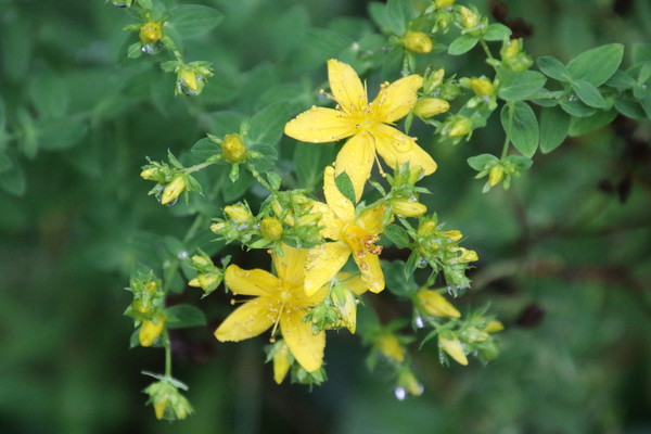 photo of Hairy St John's Wort