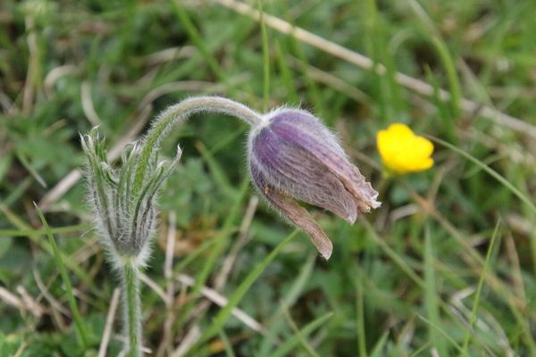 photo of Pasqueflower