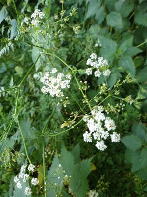 photo of Cow Parsley