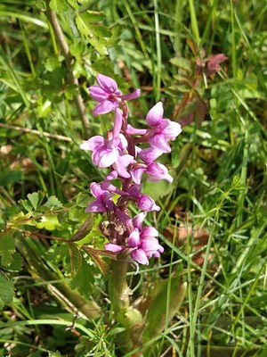 photo of Early Purple Orchid