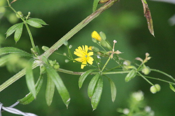 photo of Nipplewort