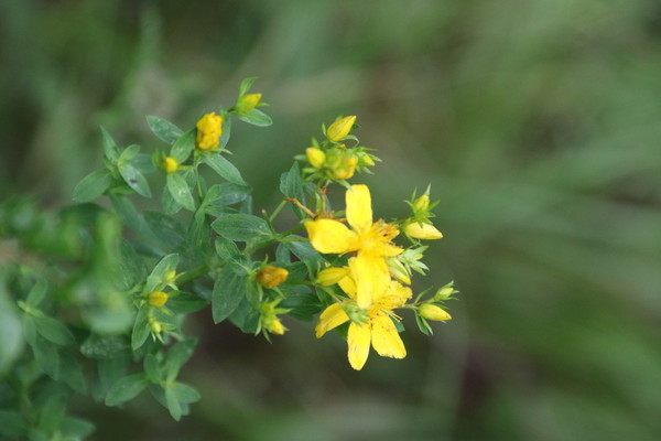photo of Perforate St. John's Wort