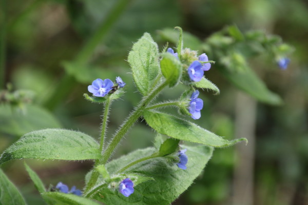 photo of Green Alkanet