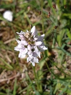 photo of Heath Spotted Orchid
