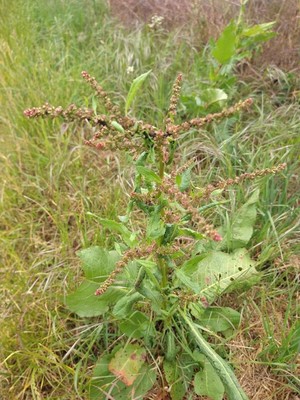 photo of Broad Leaved Dock