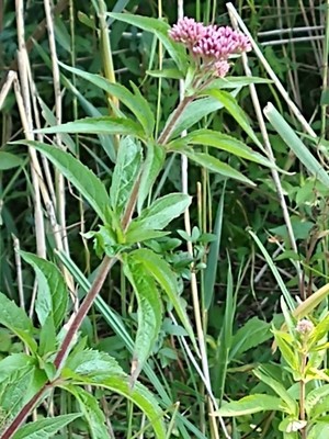photo of Hemp Agrimony