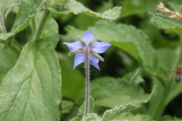 photo of Borage