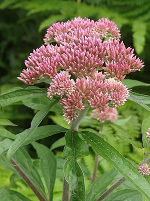 photo of Hemp Agrimony