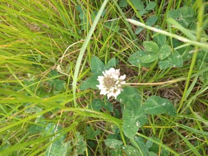 photo of White Clover