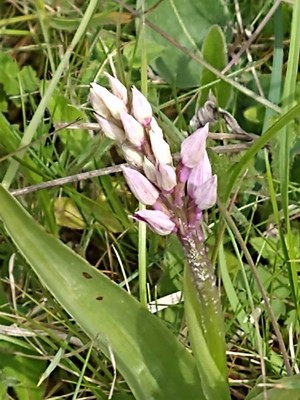 photo of Military Orchid