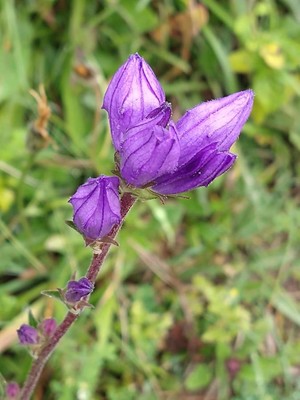 photo of Clustered Bellfower