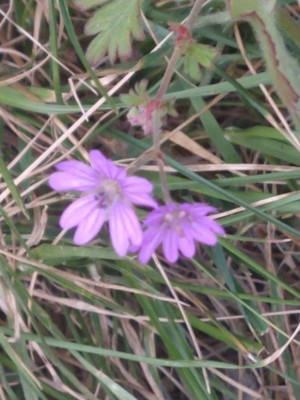 photo of Dove's Foot Crane's Bill