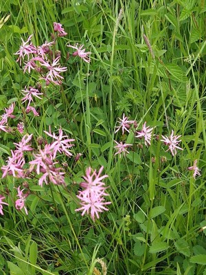 photo of Ragged Robin
