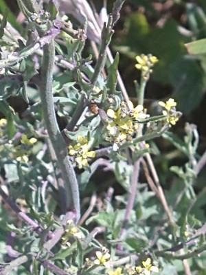 photo of Hedge Mustard