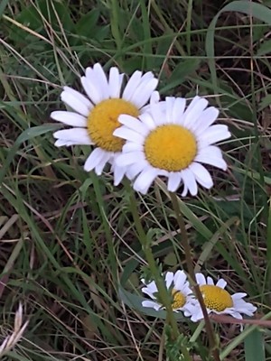 photo of Oxeye Daisy