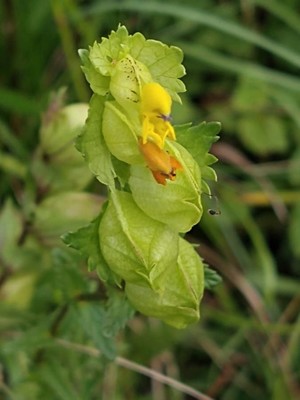 photo of Yellow Rattle